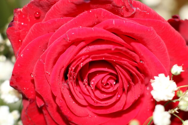 Close-up of wet red rose