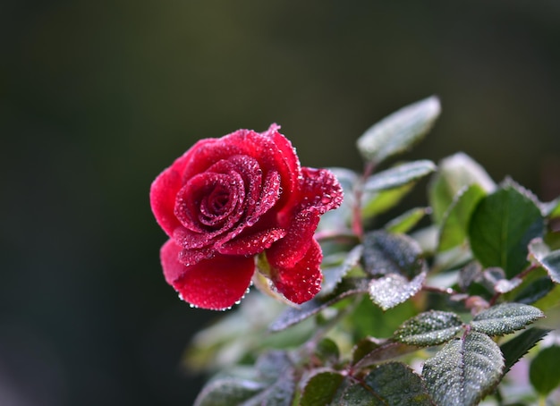 Photo close-up of wet red rose