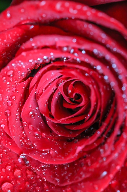 Foto close-up di una rosa rossa bagnata