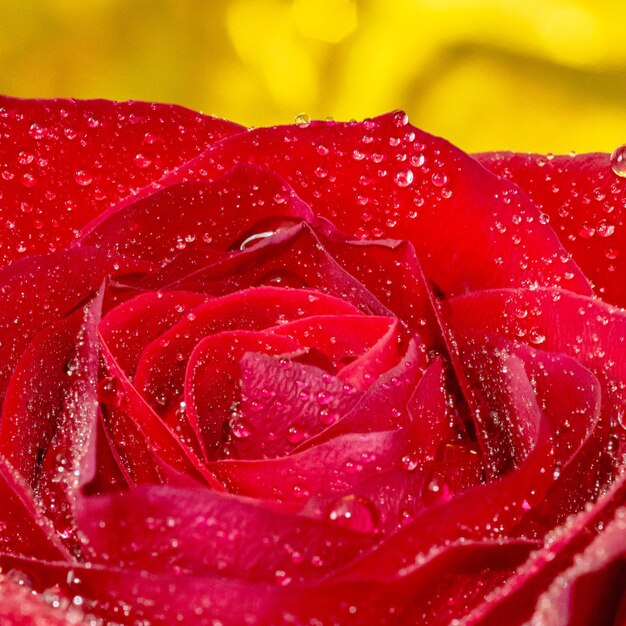 Close-up of wet red rose