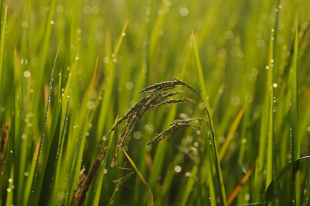 Foto close-up di un campo di riso bagnato in una fattoria