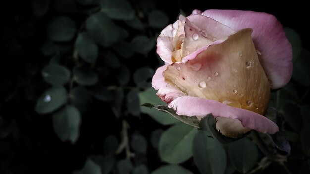 Foto close-up di una rosa bagnata in fiore all'aperto