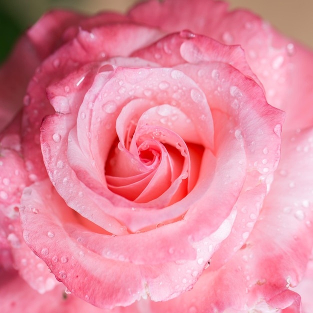 Foto close-up di una rosa bagnata in fiore all'aperto