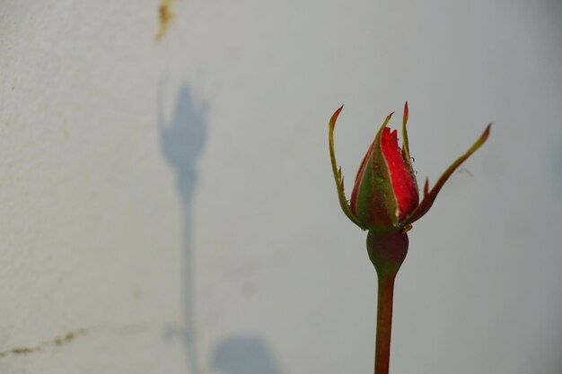 Photo close-up of wet rose bud against wall