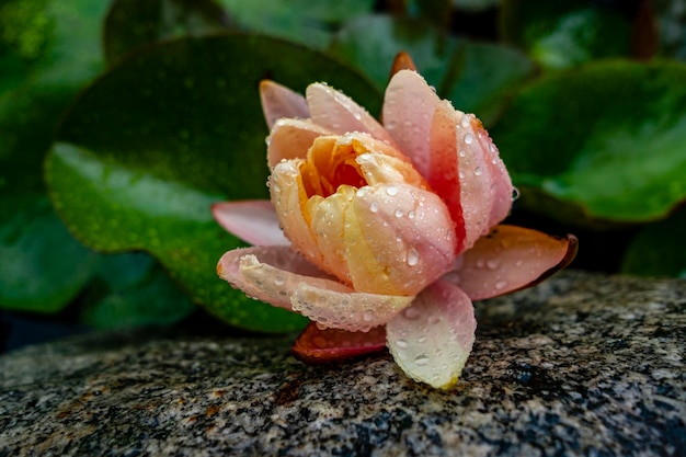 Close-up of wet rose flower