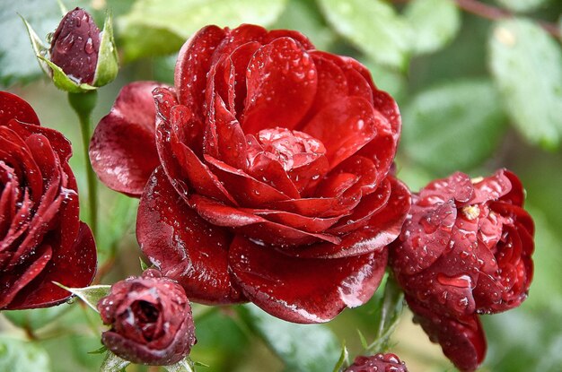 Photo close-up of wet rose