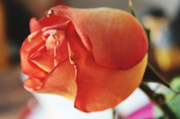 Close-up of wet rose