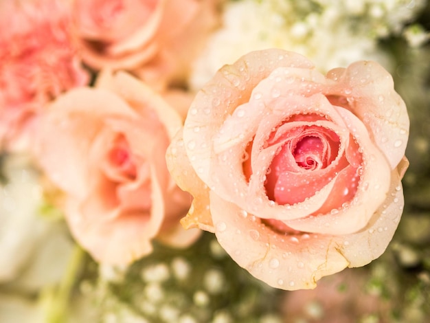 Photo close-up of wet rose