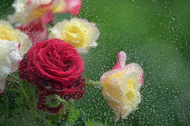 Close-up of wet roses seen through glass