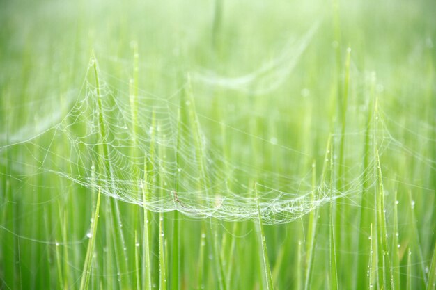 Photo close-up of wet spider web on grass