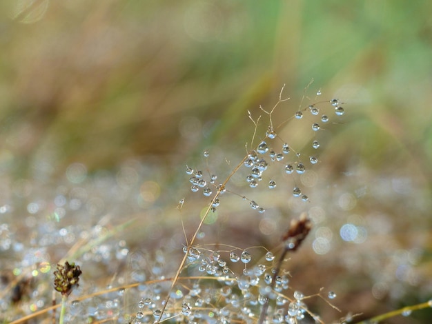 Foto prossimo piano della rete di ragno bagnata sulla pianta