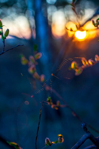 Photo close-up of wet spider web on plant