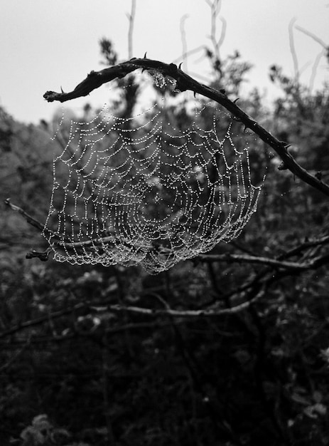 Photo close-up of wet spider web on twigs in forest