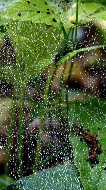 Foto close-up di una rete di ragno bagnata con le piante sullo sfondo