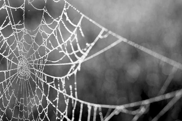 Photo close-up of wet spider web