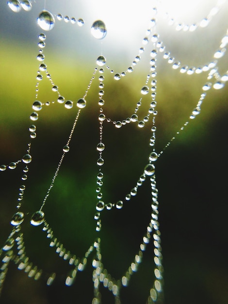 Foto prossimo piano della rete di ragno bagnata