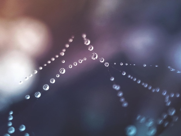 close-up of wet spider web