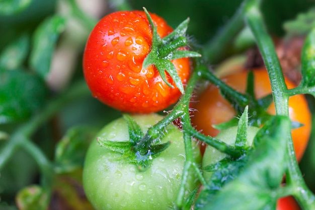 Photo close-up of wet tomatoes