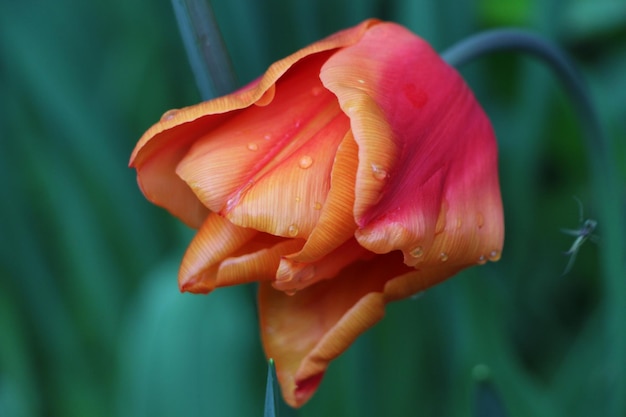 Close-up of wet tulip blooming outdoors