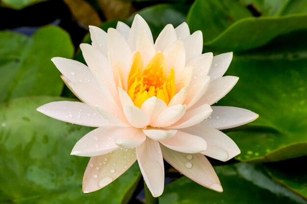 Close-up of wet white flower