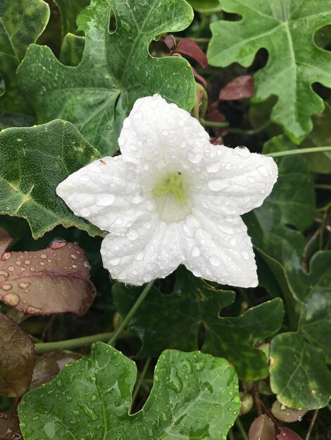 Close-up of wet white flower