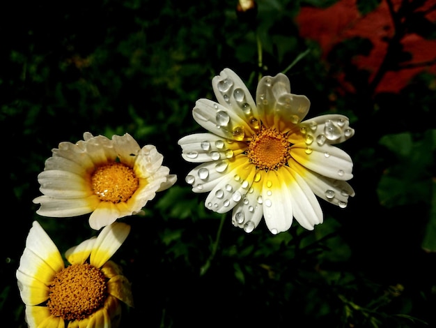 Photo close-up of wet white flowers blooming on field