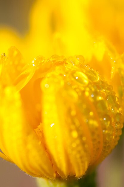 Close-up of wet yellow flower blooming outdoors