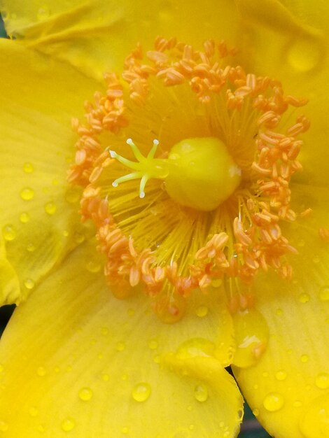 Close-up of wet yellow flower blooming outdoors