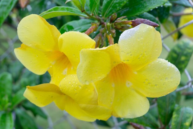 Close-up of wet yellow flower blooming outdoors