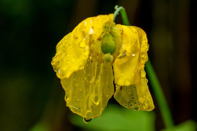 Foto close-up di un fiore giallo bagnato nella stagione delle piogge