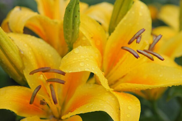 Close-up of wet yellow flower