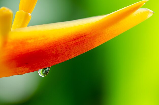 Close-up of wet yellow flower