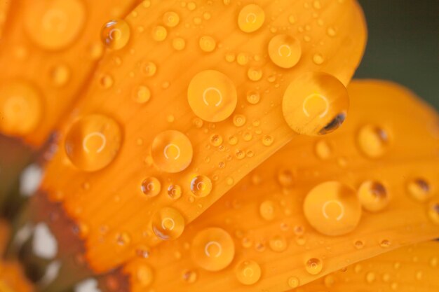 Photo close-up of wet yellow flower