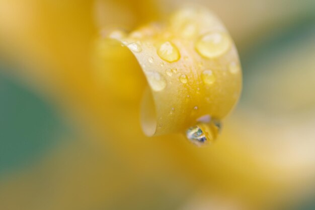 Photo close-up of wet yellow flower