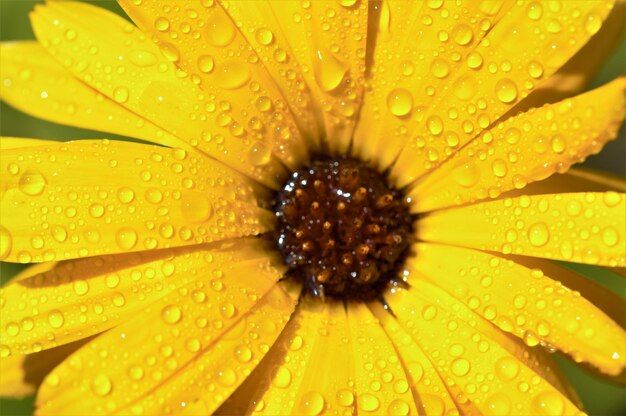 Close-up of wet yellow flower