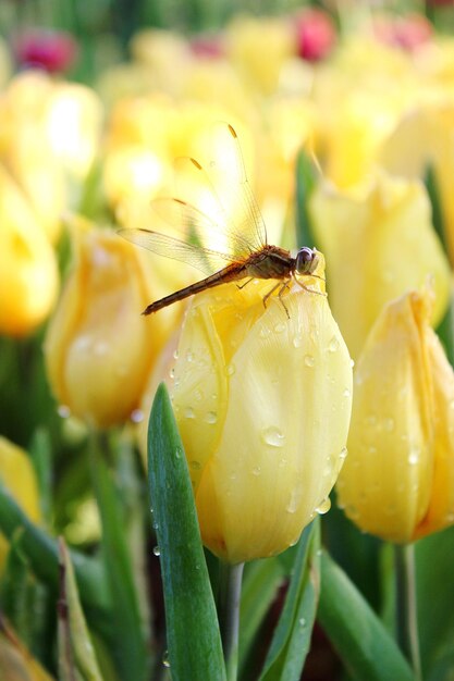 Photo close-up of wet yellow flower