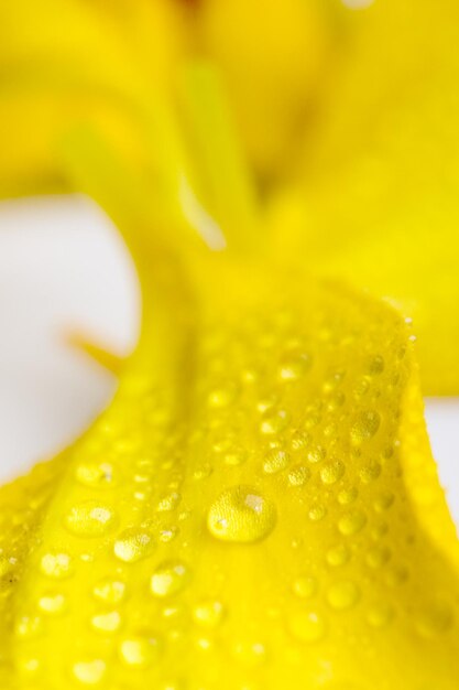 Photo close-up of wet yellow flower