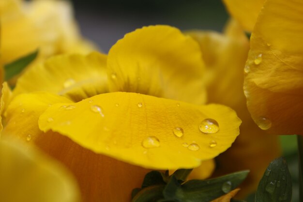 Close-up of wet yellow flower