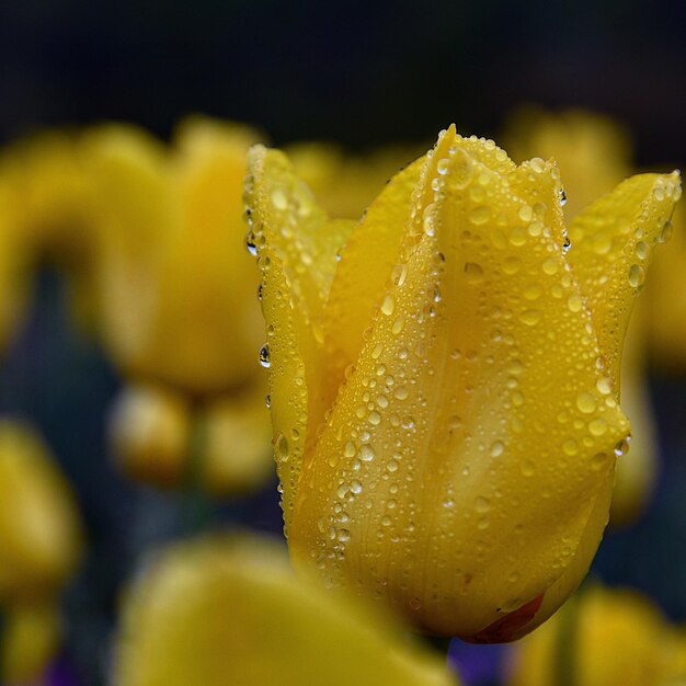 Foto close-up di un fiore giallo bagnato