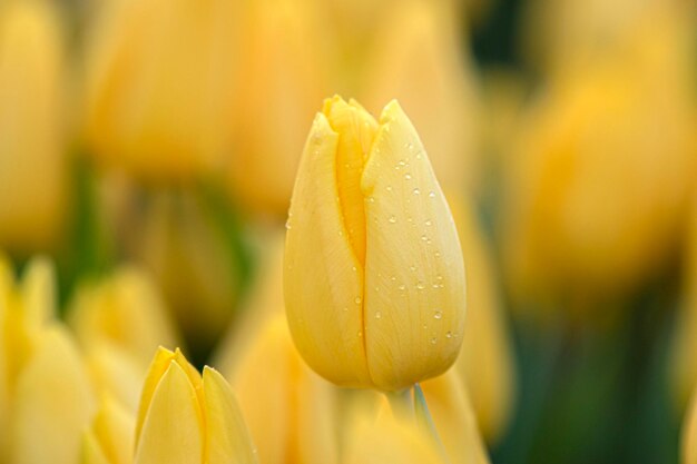 Close-up of wet yellow flowering plant