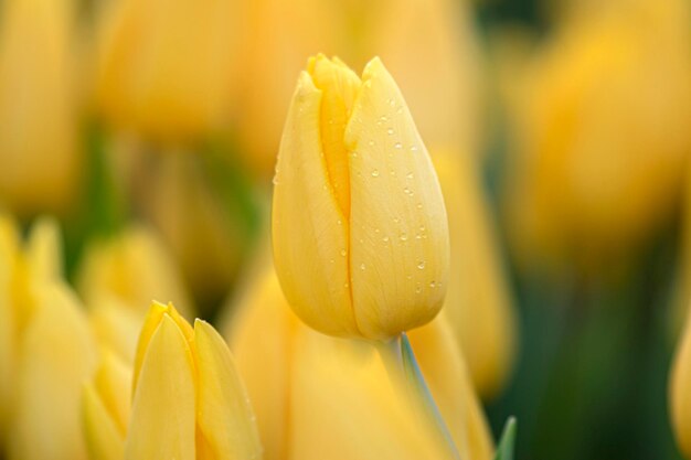 Close-up of wet yellow flowering plant