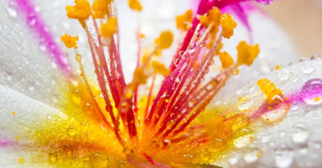 Foto close-up di una pianta a fiore giallo umido