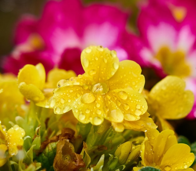 Close-up di fiori gialli bagnati che fioriscono all'aperto