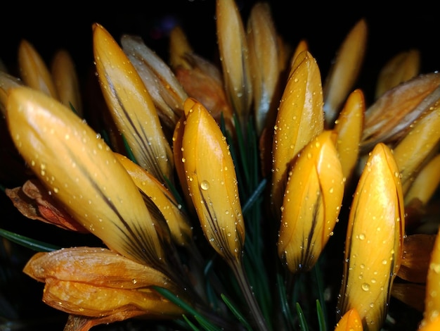 Foto close-up di fiori gialli bagnati