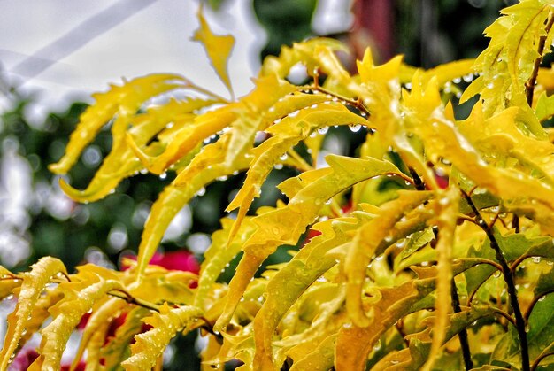 Close-up of wet yellow leaves