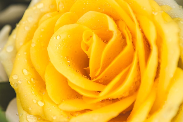 Close-up of wet yellow rose