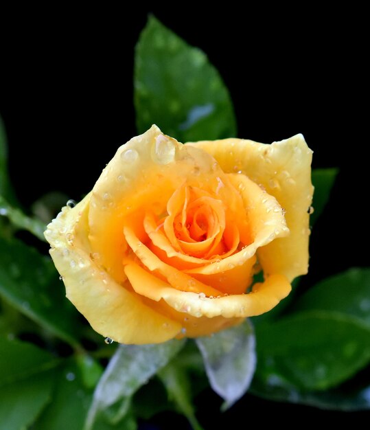 Foto close-up di una rosa gialla bagnata