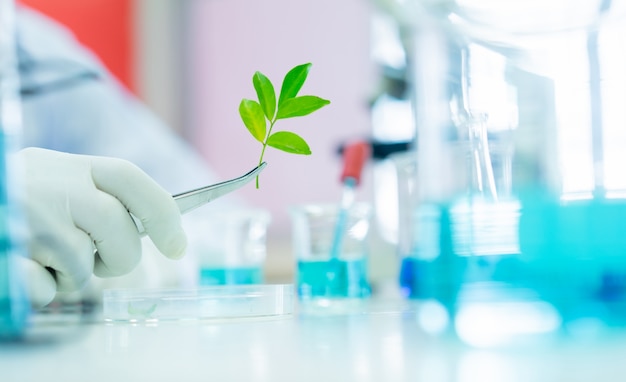 Close-up wetenschapper met behulp van een tang om een kleine plant uit lade te nemen om onderzoek te doen naar biotechnologie in wetenschappelijk laboratorium