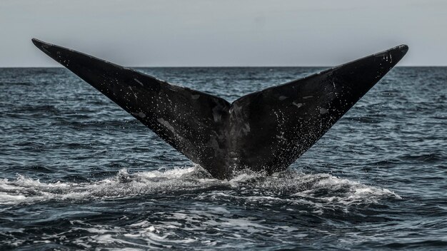 Foto prossimo piano di una balena che nuota in mare