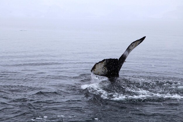 Foto prossimo piano della pinna della coda di balena in mare